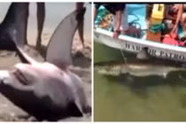 Cá mập hấp hối mắc cạn được người dân cứu hộ kịp thời