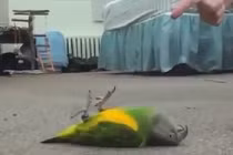 1001 pha giả chết siêu đáng yêu của thú cưng