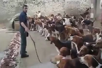 Clip rùng rợn cảnh cho đàn chó đói ăn