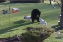 Hai chú chó dũng cảm “bật” lại cả gấu 