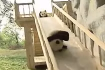 Clip những chú gấu trúc đáng yêu, siêu quậy