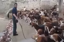 Clip rùng rợn cảnh cho đàn chó đói ăn