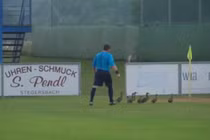 Cười lăn lộn: Trọng tài dừng trận đấu để... đuổi vịt