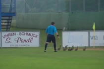 Cười lăn lộn: Trọng tài dừng trận đấu để... đuổi vịt