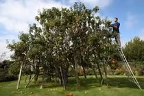 Chuyện lạ có thật: Cây táo 250 loại quả khác nhau