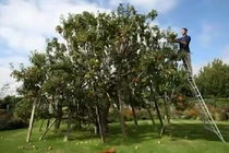 Chuyện lạ có thật: Cây táo 250 loại quả khác nhau