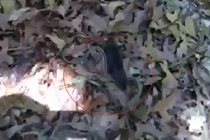 Suýt mất con, chuột mẹ nổi điên truy sát rắn sọc