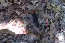 Suýt mất con, chuột mẹ nổi điên truy sát rắn sọc