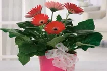 Video: Chậu hoa để ở đâu giúp sự nghiệp thăng tiến, gia đình hạnh phúc