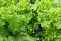 Video: Thời tiết chuyển lạnh, tuyệt đối tránh xa những món ăn này