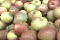 Sự thật về “táo đá Hà Giang” đang tràn lan các chợ