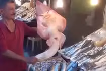 Cá mập “mặt người” kỳ dị gây sửng sốt