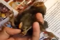 Xôn xao chú gà 4 chân kỳ quái ở Nghệ An