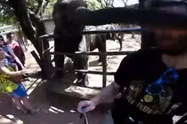 Voi tức giận quật vào mặt du khách đang tự sướng