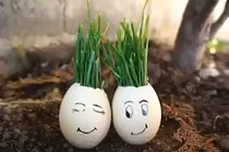 Video: 5 công dụng tuyệt vời của vỏ trứng