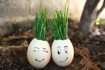 Video: 5 công dụng tuyệt vời của vỏ trứng