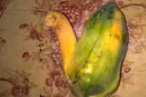 Trầm trồ trước quả đu đủ hình chim thiên nga tuyệt đẹp