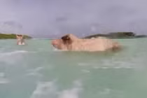 Hòn đảo duy nhất thế giới có đàn lợn bơi siêu giỏi
