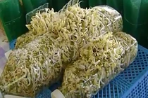 Video: Trồng giá đỗ bằng chai nhựa, chỉ cần 3 ngày là thu hoạch 