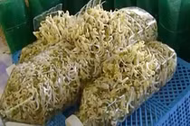 Video: Trồng giá đỗ bằng chai nhựa, chỉ cần 3 ngày là thu hoạch 