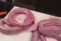 Hãi hùng rắn bị chặt đầu vẫn quay ra trả thù người đầu bếp