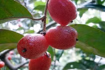 Những công dụng chữa bệnh của cây nhót tốt bạn không ngờ tới