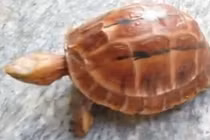 Video: Rùa vào nhà là điềm báo gì may mắn hay xui