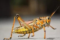 Video: Cào cào nhảy vào nhà là điềm gì