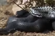 Cuộc sống của rắn cực độc tại Bắc Cực