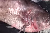 Cá leo khủng nặng 65kg mắc lưới ngư dân Đồng Tháp