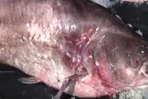 Cá leo khủng nặng 65kg mắc lưới ngư dân Đồng Tháp