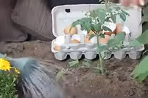 Hướng dẫn cách chăm sóc cây trồng đơn giản bằng vỏ trứng