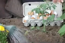 Hướng dẫn cách chăm sóc cây trồng đơn giản bằng vỏ trứng