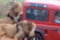 Những điều chỉ có thể nhìn thấy ở châu Phi