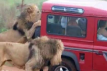 Những điều chỉ có thể nhìn thấy ở châu Phi