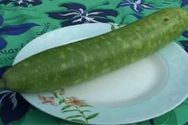 Công dụng bất ngờ của quả bầu với sức khoẻ con người