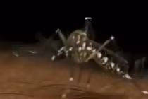 Cách phòng tránh bệnh sốt xuất huyết hiệu quả