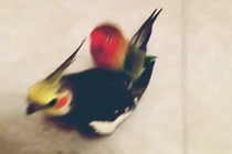 Thích thú với những màn làm trò của động vật