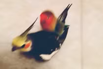 Thích thú với những màn làm trò của động vật