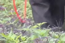 Không phải thuốc trừ sâu, rau xanh đang được “tắm” bằng thứ bột này