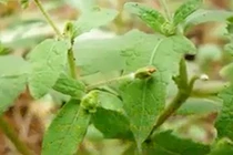 “Cây cỏ thần” giúp chữa trị nhiều loại bệnh