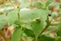 “Cây cỏ thần” giúp chữa trị nhiều loại bệnh