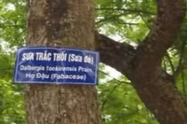 Video: Vì sao gỗ sưa “đắt tiền bạc tỷ”?