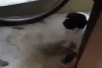 Chú mèo nhân từ với chuột nhất thế giới