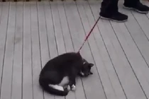 Cười ngặt nghẽo với những chú mèo lười nhất thế giới