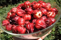 Công dụng chữa trị ung thư tuyệt vời từ Atiso