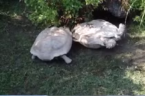 Rùa cứu bạn gặp nạn đầy cảm động