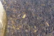 "Tụ điểm ăn chơi" gây sốc của loài cá