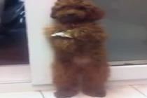 Clip chú chó đáng thương bị phạt đứng cầm giấy 