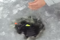 Clip câu cá tại nơi lạnh nhất thế giới